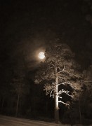 Muokattu